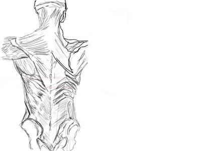 Torso Back View back view,human torso by Jsaldivar on DeviantArt