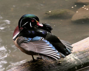 rainbow duck