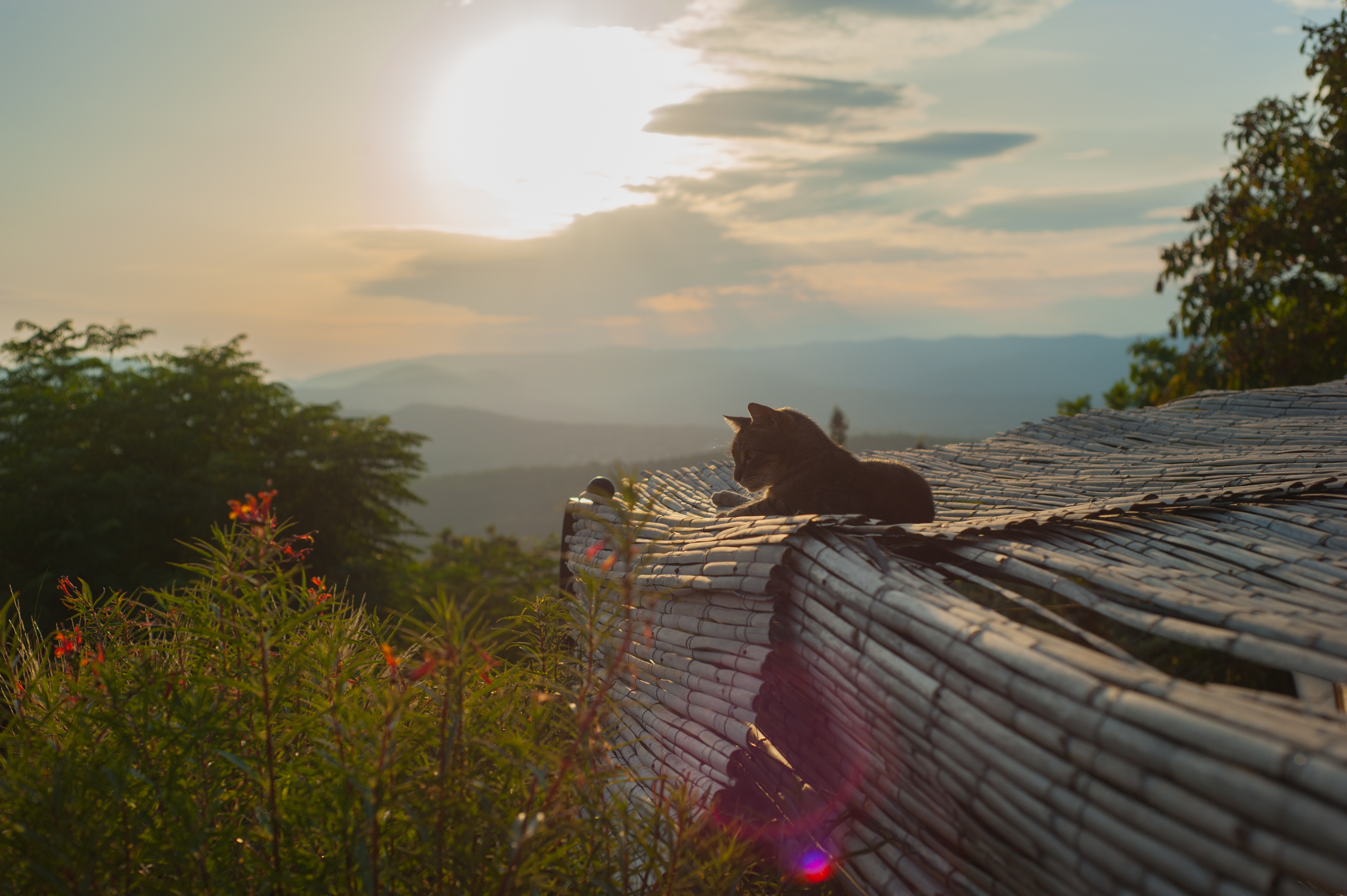 cat on the roof