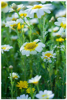 Fresh Flowers