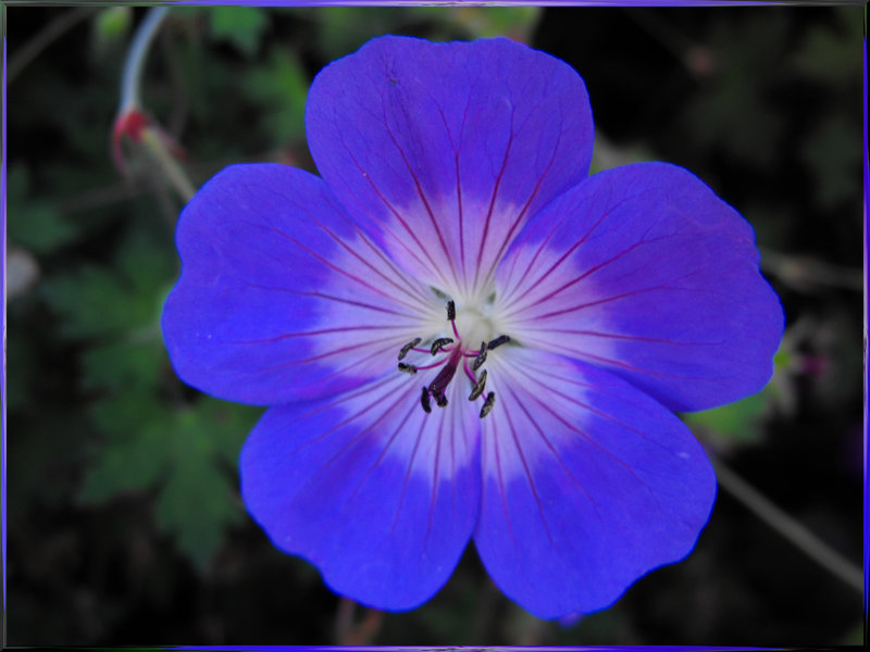 Periwinkle Pansy