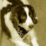 English Springer Spaniel