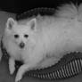 American Eskimo I