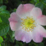 Pink Beauty Potentilla