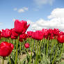 Red Tulips III