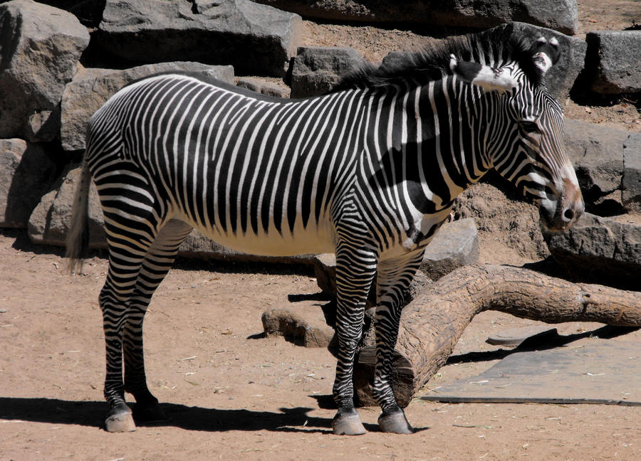 Grevy's Zebra