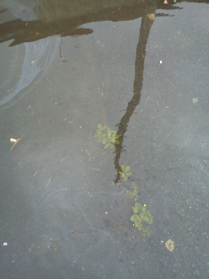 Huge Puddle 17