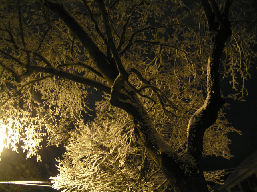 Winter's First Snowy Tree