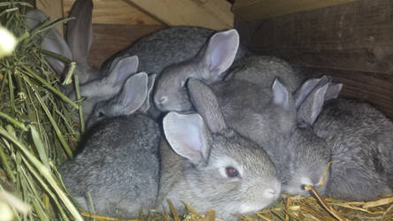 Bunndle Of Baby Bunnies