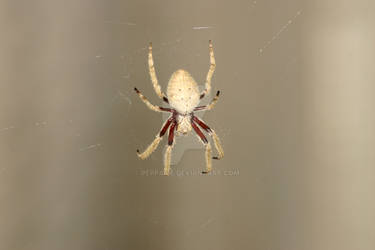 The Spider that lived in a peg