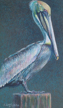 Mom's Pelican