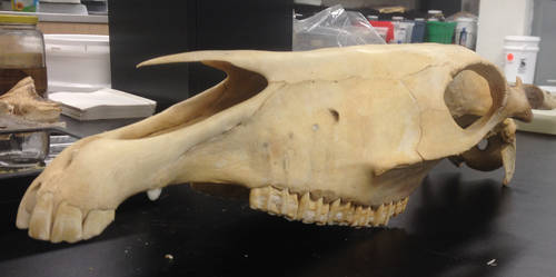 Horse Skull Stock 01