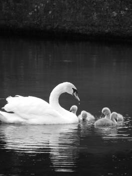 Wells Swans