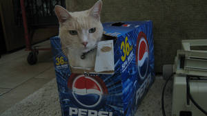 pepsi toonce