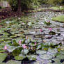 Lily Pad Lake