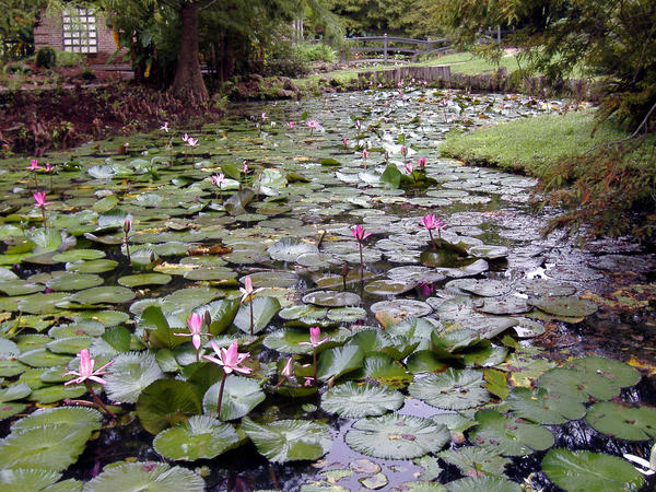 Lily Pad Lake