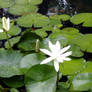 Lily Pad 2