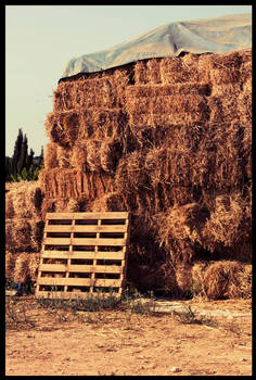 Packed Hay