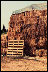 Packed Hay