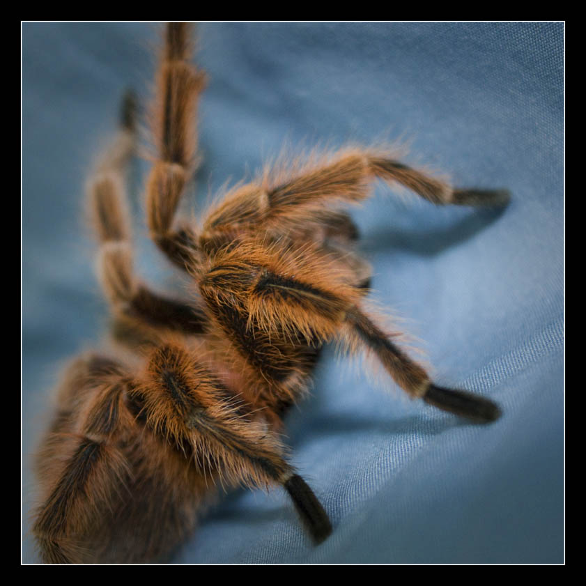 Clyde by davidsant Clyde by davidsant