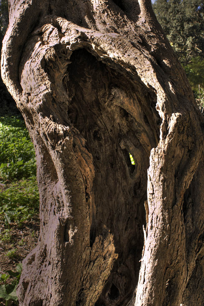 Curved Wood