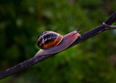 Snail