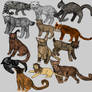 Different class/breed/types of cat families