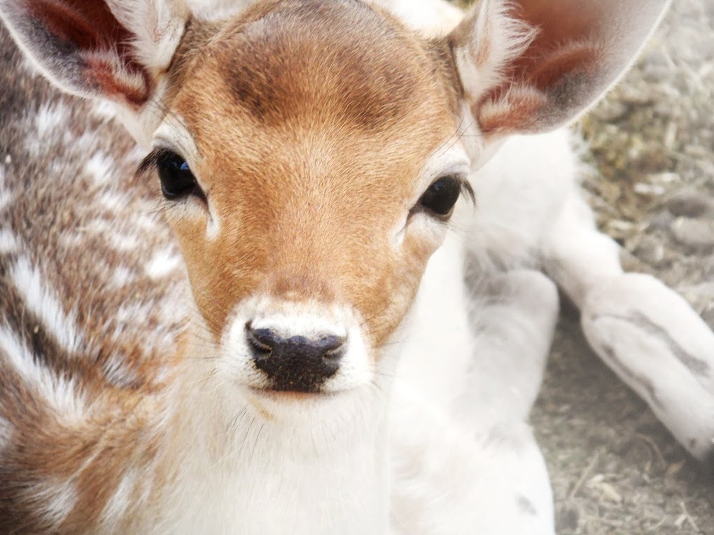 Innocent Bambi