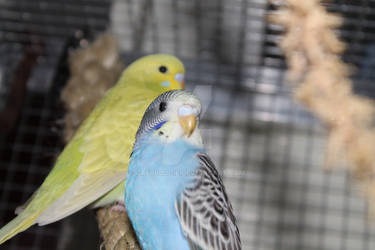 Baby budgies!