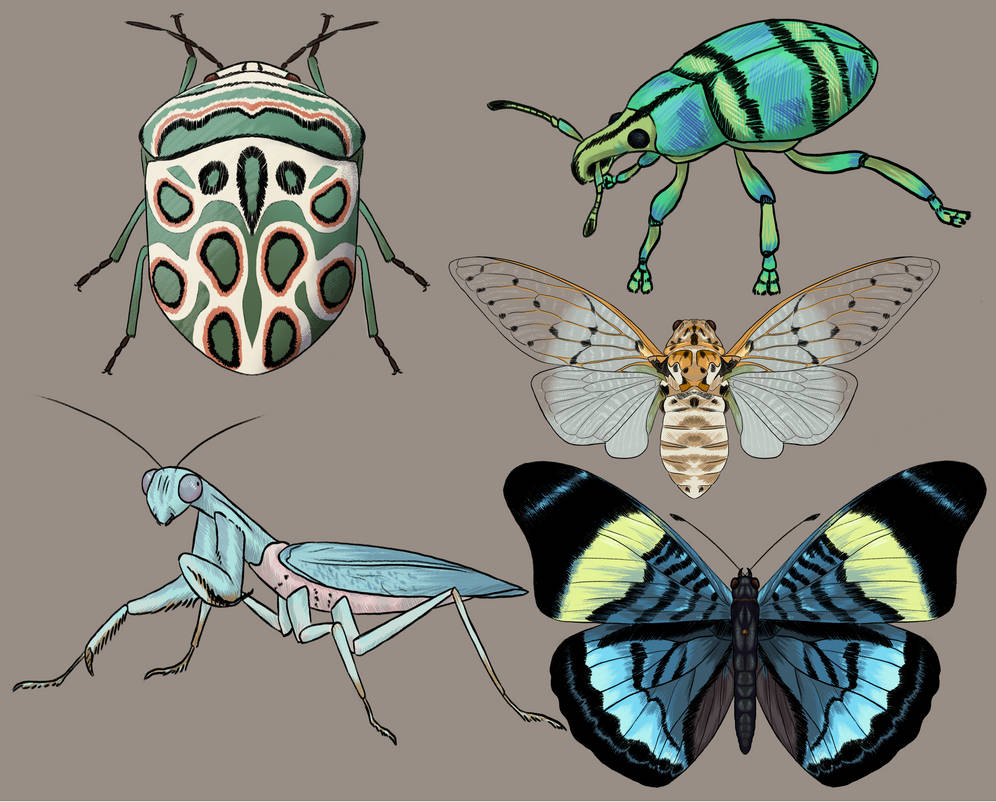 Buff Insect Drawing Bug Drawings by Endel0s on DeviantArt