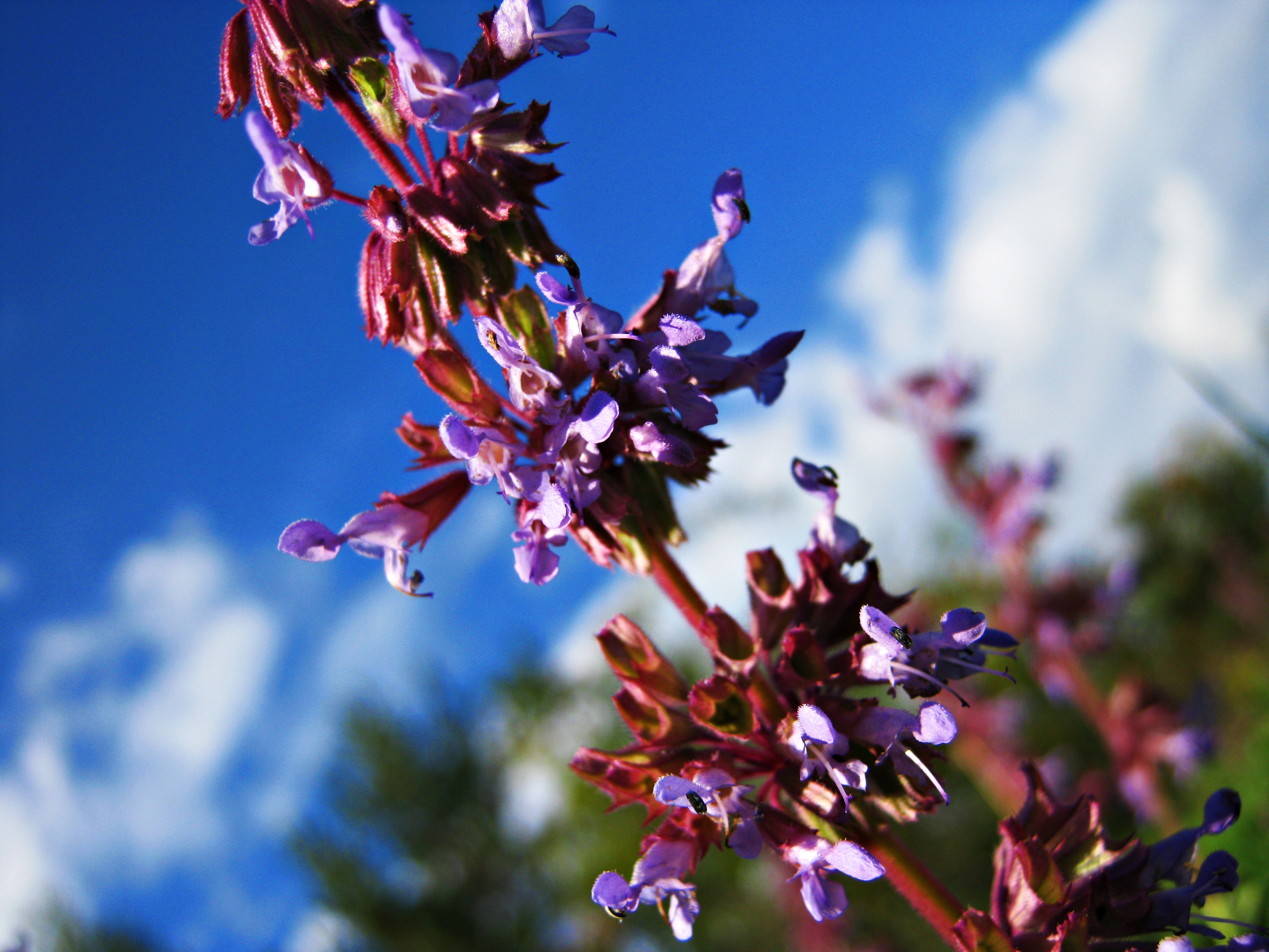 Flower