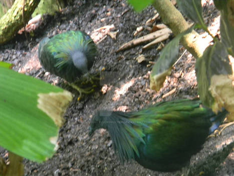 North Carolina Zoo