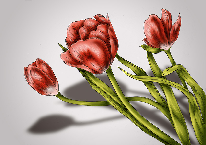 Tulips