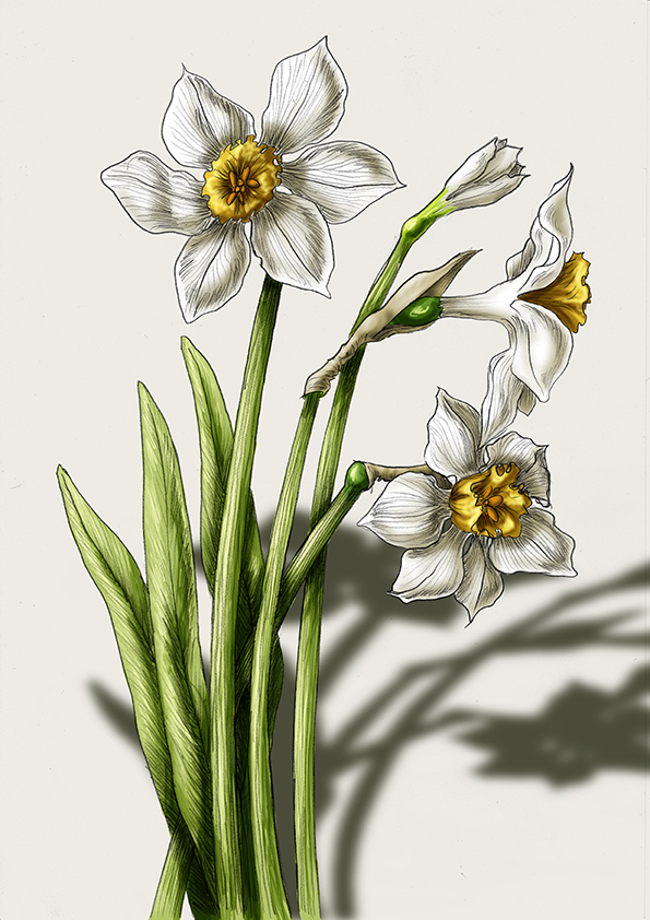 Daffodils