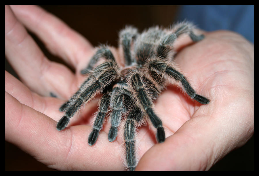 Tarantula by dreamn3434 Tarantula by dreamn3434