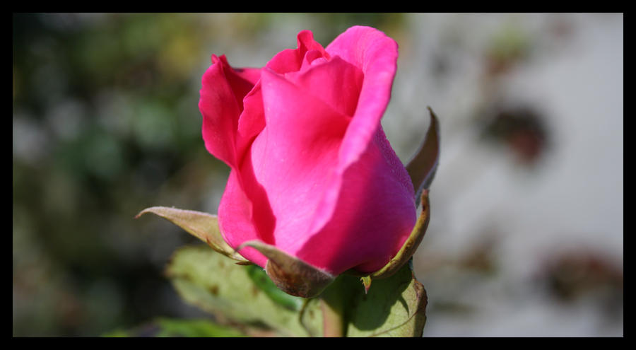 Pink Rose