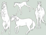 Feral Horse Lines