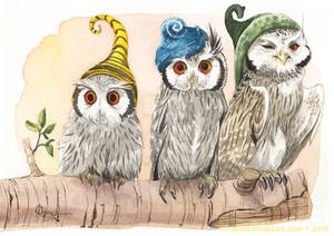 Strange White-Faced Owls