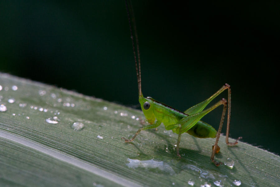 Grasshopper