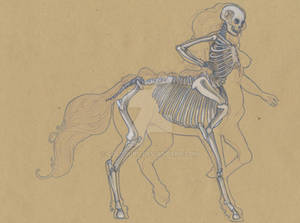 Centaur Anatomy - Skeleton Tab.