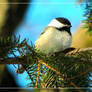 Resting Chikadee