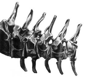 Diplodocus Skeleton Tail