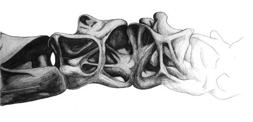 Diplodocus Skeleton Neck