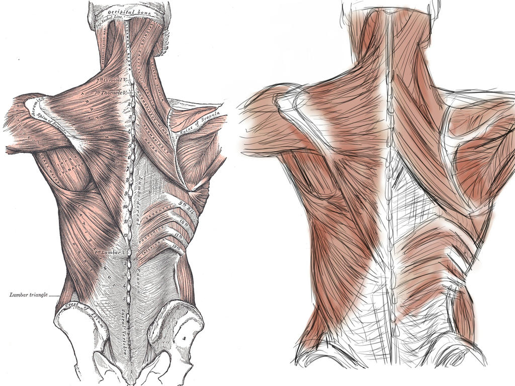 Human Anatomy - Back by Holloeness on DeviantArt
