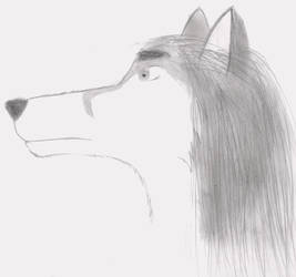 Foxy Wolf profile