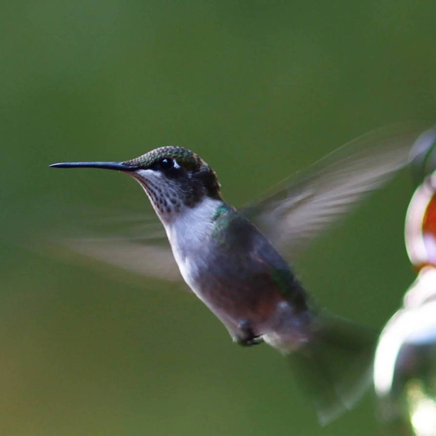 Hummingbird Inmotion Hummingbird in motion by Nukeandpave on DeviantArt