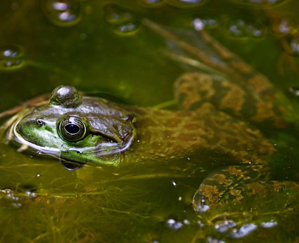 American bullfrog by Nukeandpave on DeviantArt