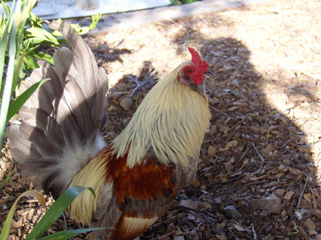 The Attack Rooster