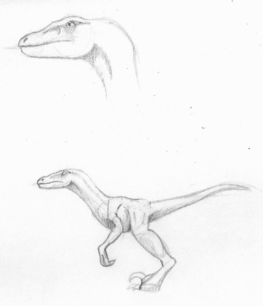 Raptor Study