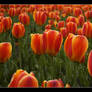 Tulips I